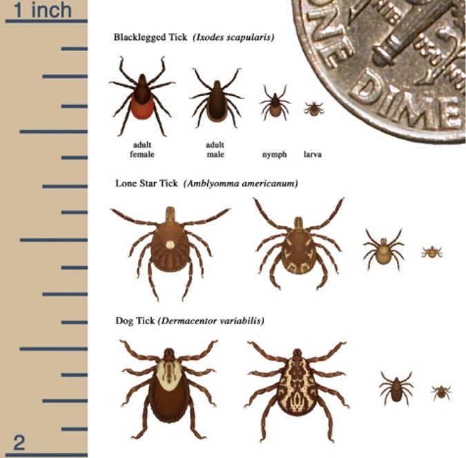 Ticks have been around for about 300 million years, according to evolutionary biologists, and today there are 878 known species. They are found on every continent.